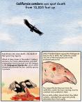 California Condor comic by Josh Kramer